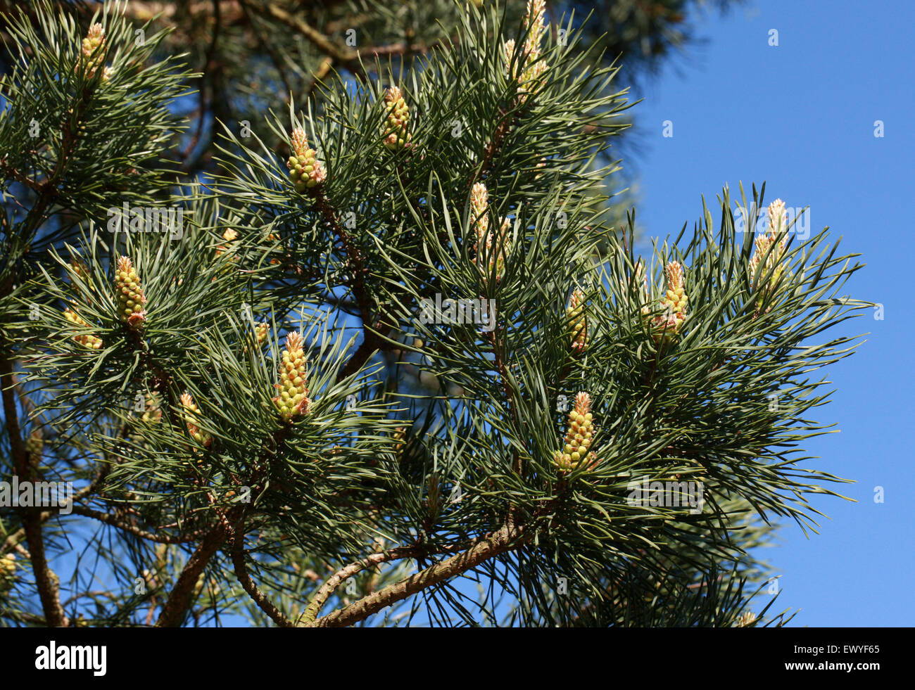 Il mongolo scozzese di pino, Pinus sylvestris var. mongolica, Pinaceae. Mongolia, Siberia, Manciuria, Cina. Foto Stock