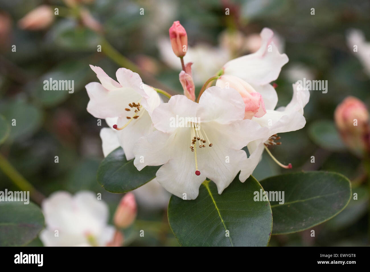 Rhododendron Cowslip gruppo. Foto Stock