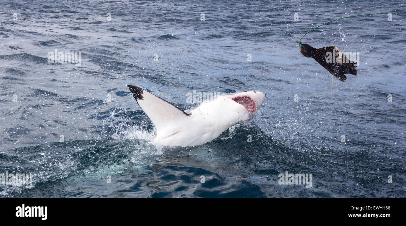 Il grande squalo bianco (Carcharodon carcharias) caccia guarnizione fittizia, Sud Africa Foto Stock