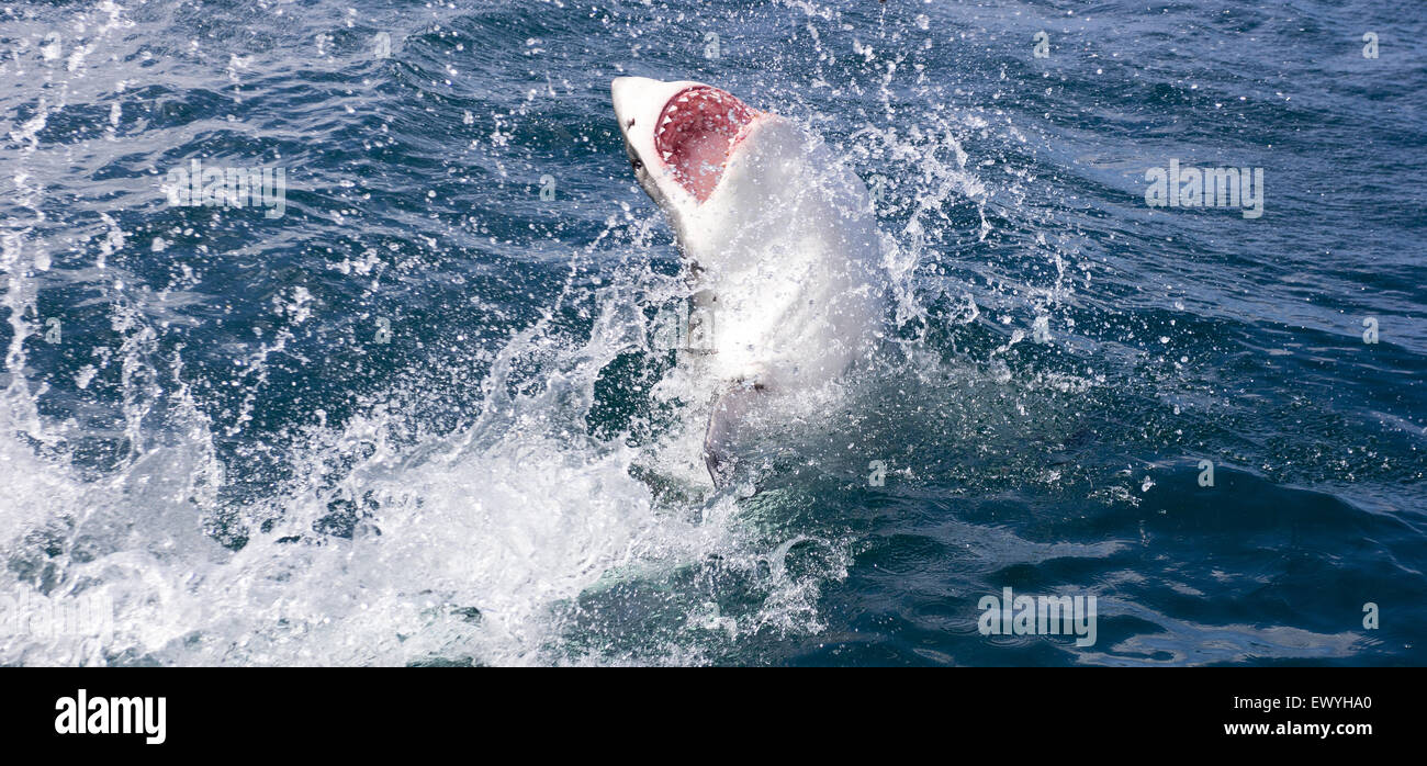 Il grande squalo bianco (Carcharodon carcharias) violare, Sud Africa Foto Stock
