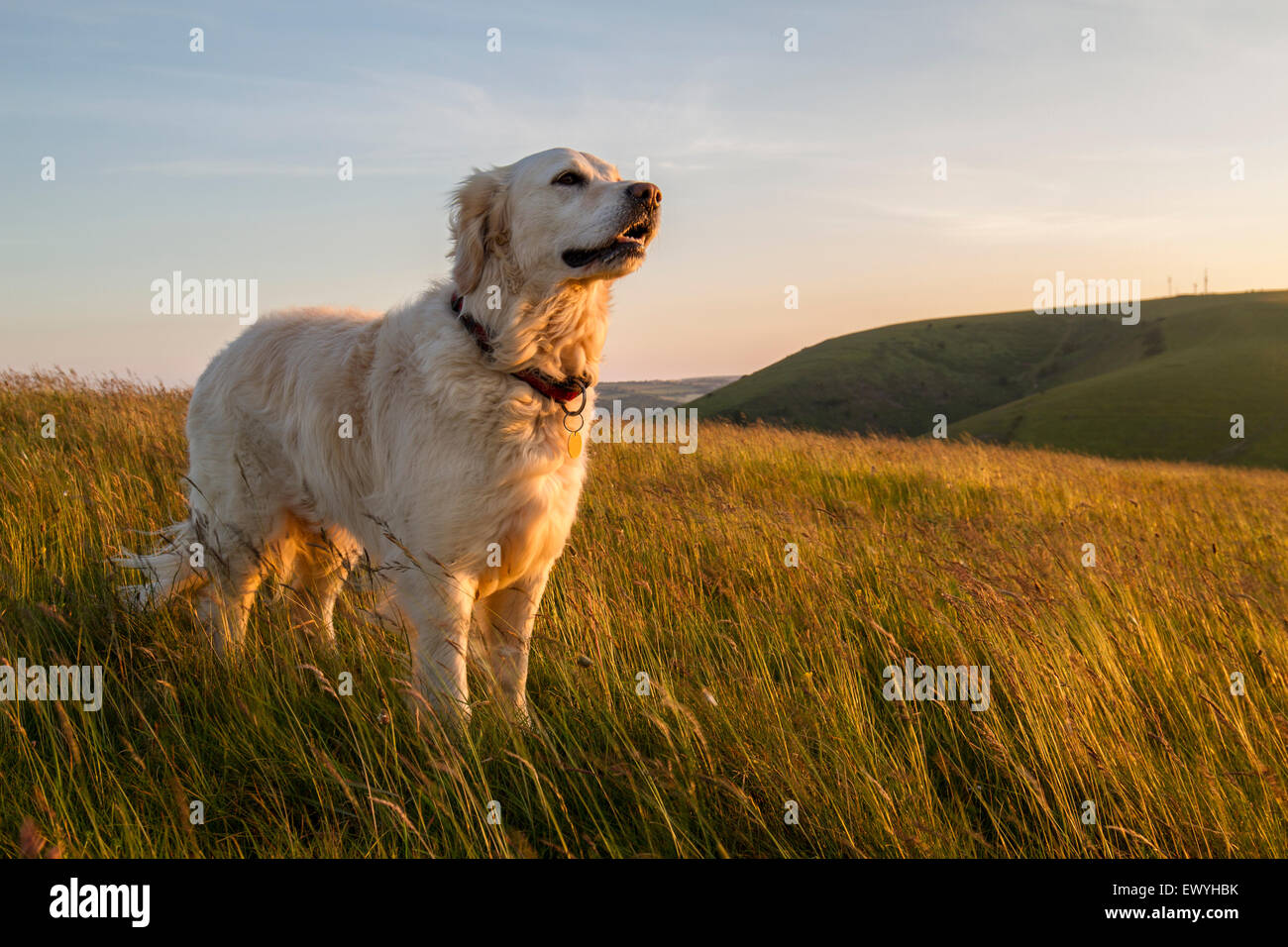 Il pet retriever sulla collina nel sole di sera Foto Stock