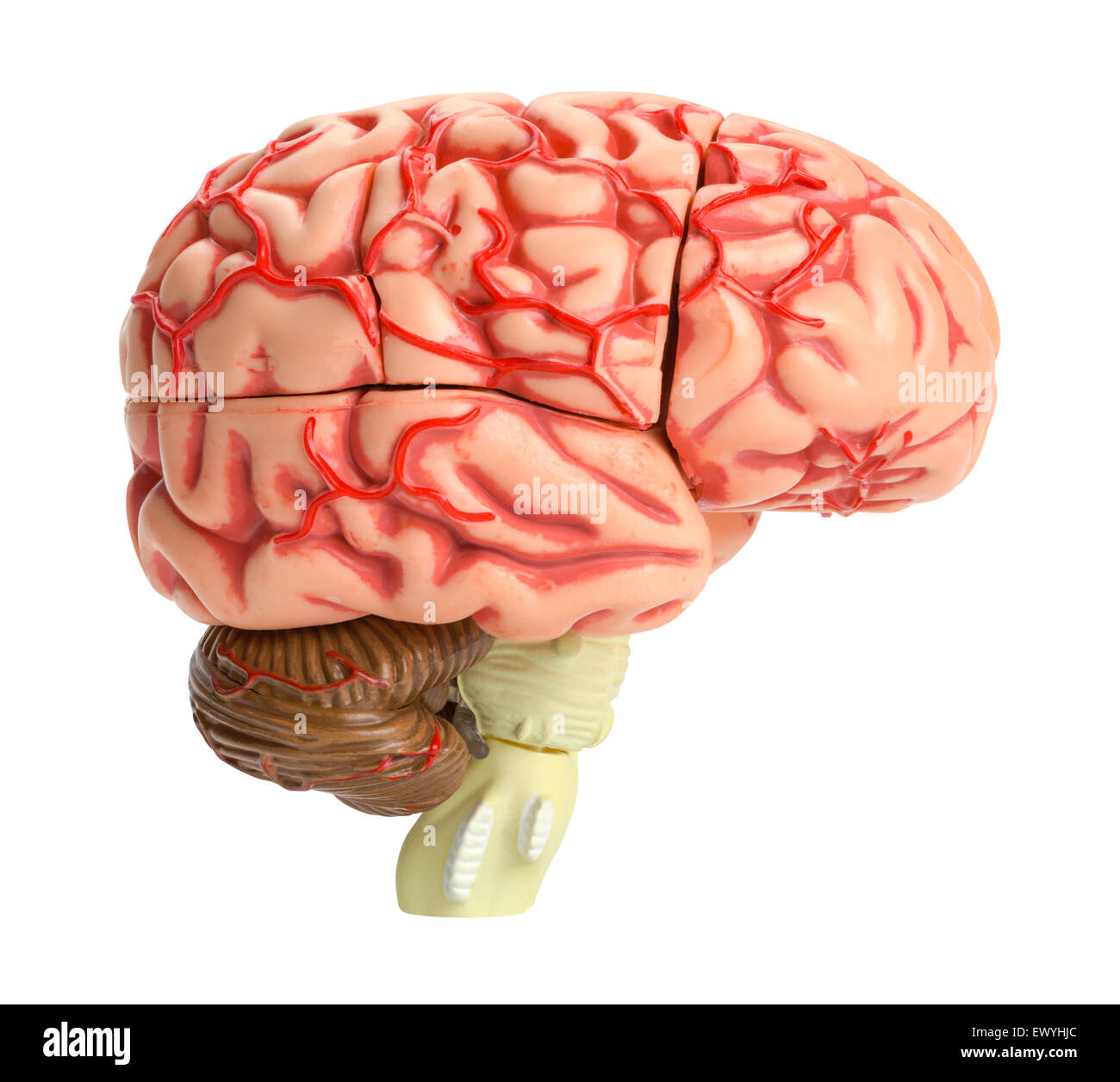 Cervello umano modello vista laterale isolata su sfondo bianco. Foto Stock