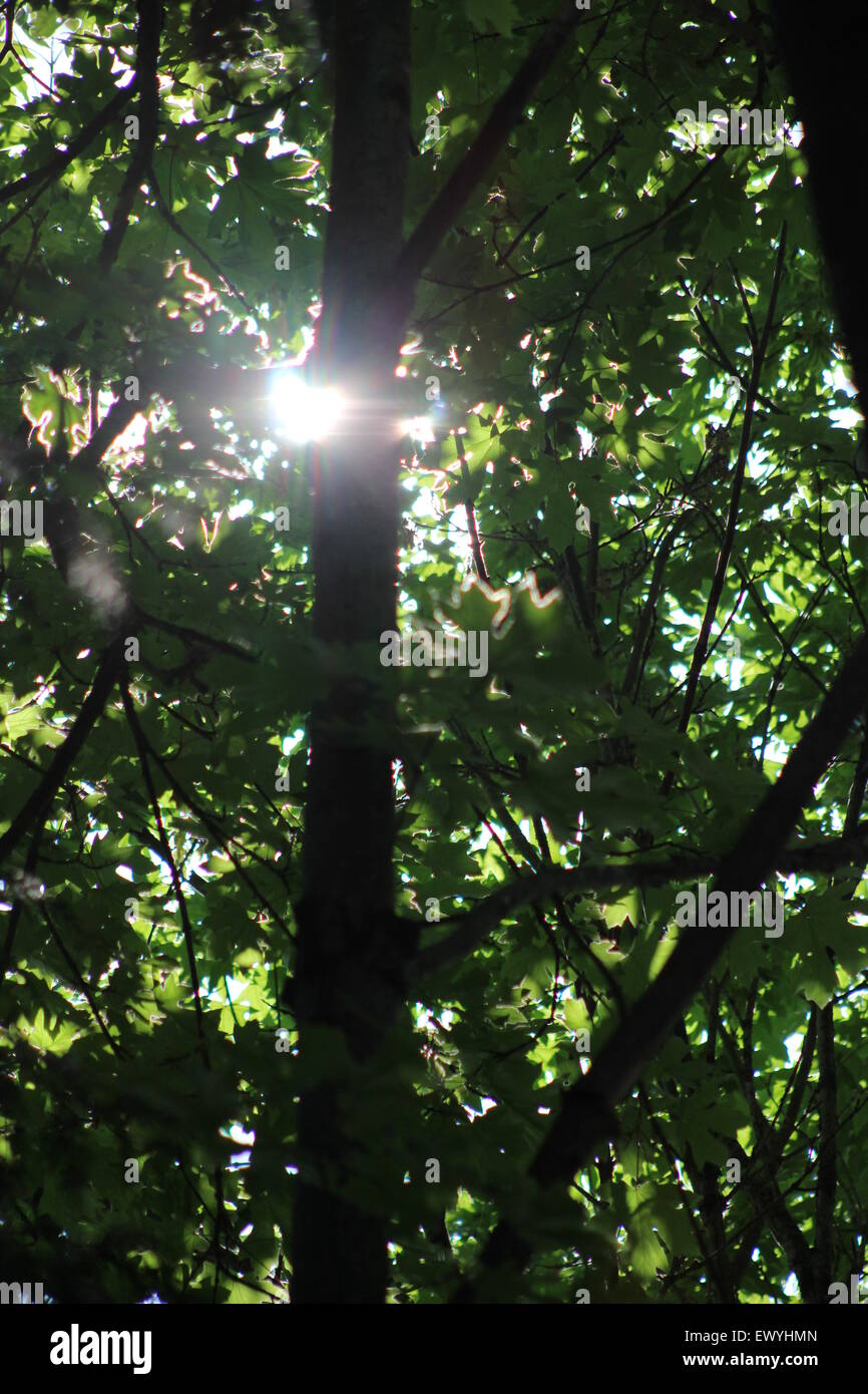 Bella, alla luce del sole se le foglie di un albero uno sfondo ideale Foto Stock