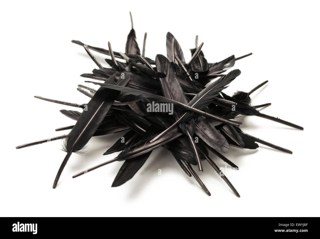 Piume nere in un palo isolata su sfondo bianco. Foto Stock