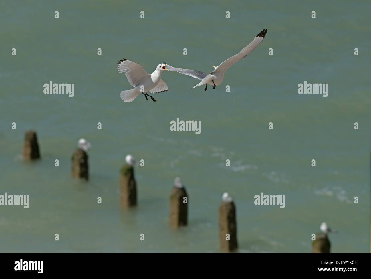Tridactyla Kittiwakes-Larus in volo visualizzazioni di aggressione. L'estate. Regno Unito Foto Stock