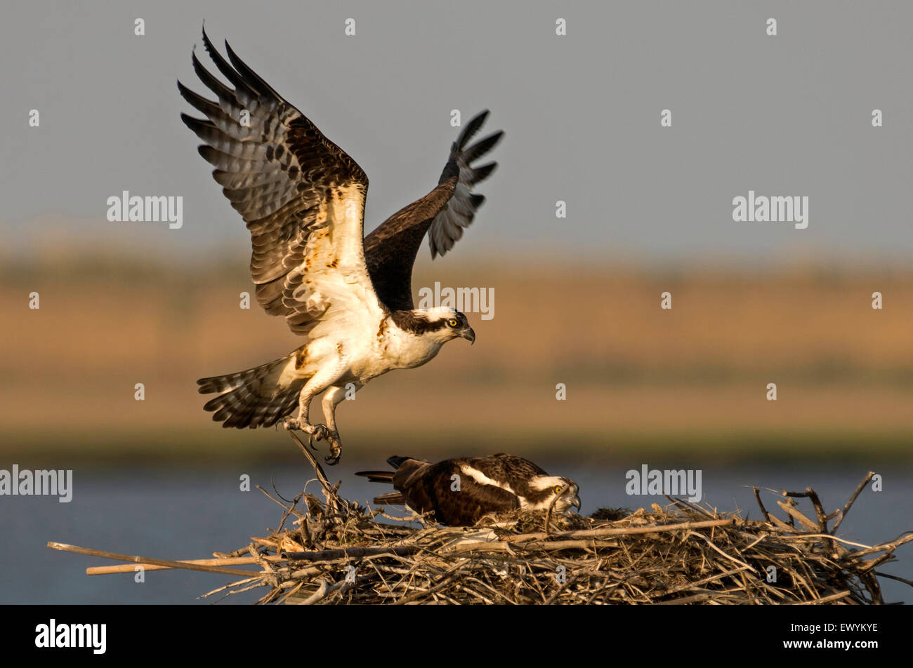 Osprey famiglia sul nido Foto Stock