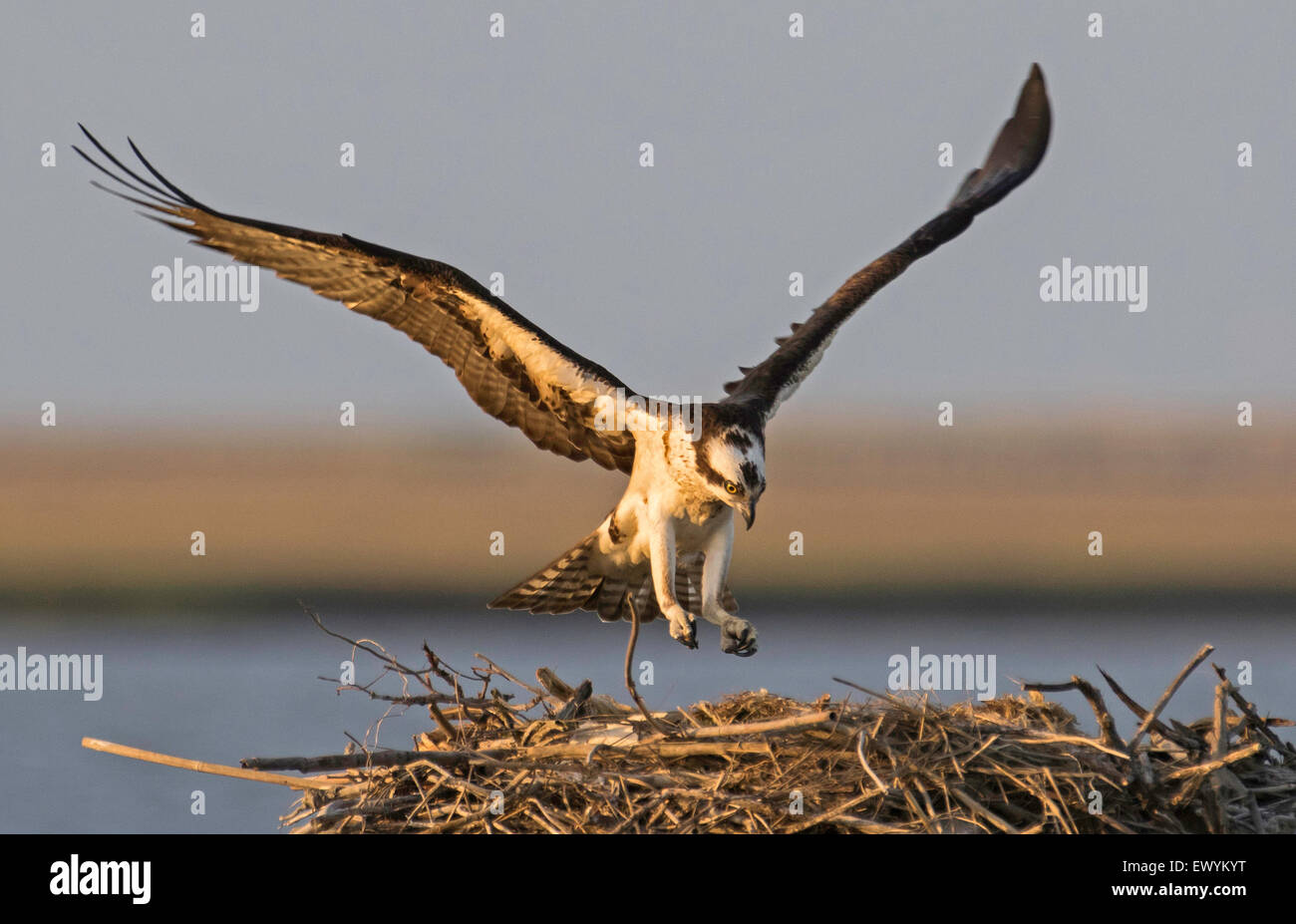 Osprey atterraggio sul suo nido Foto Stock