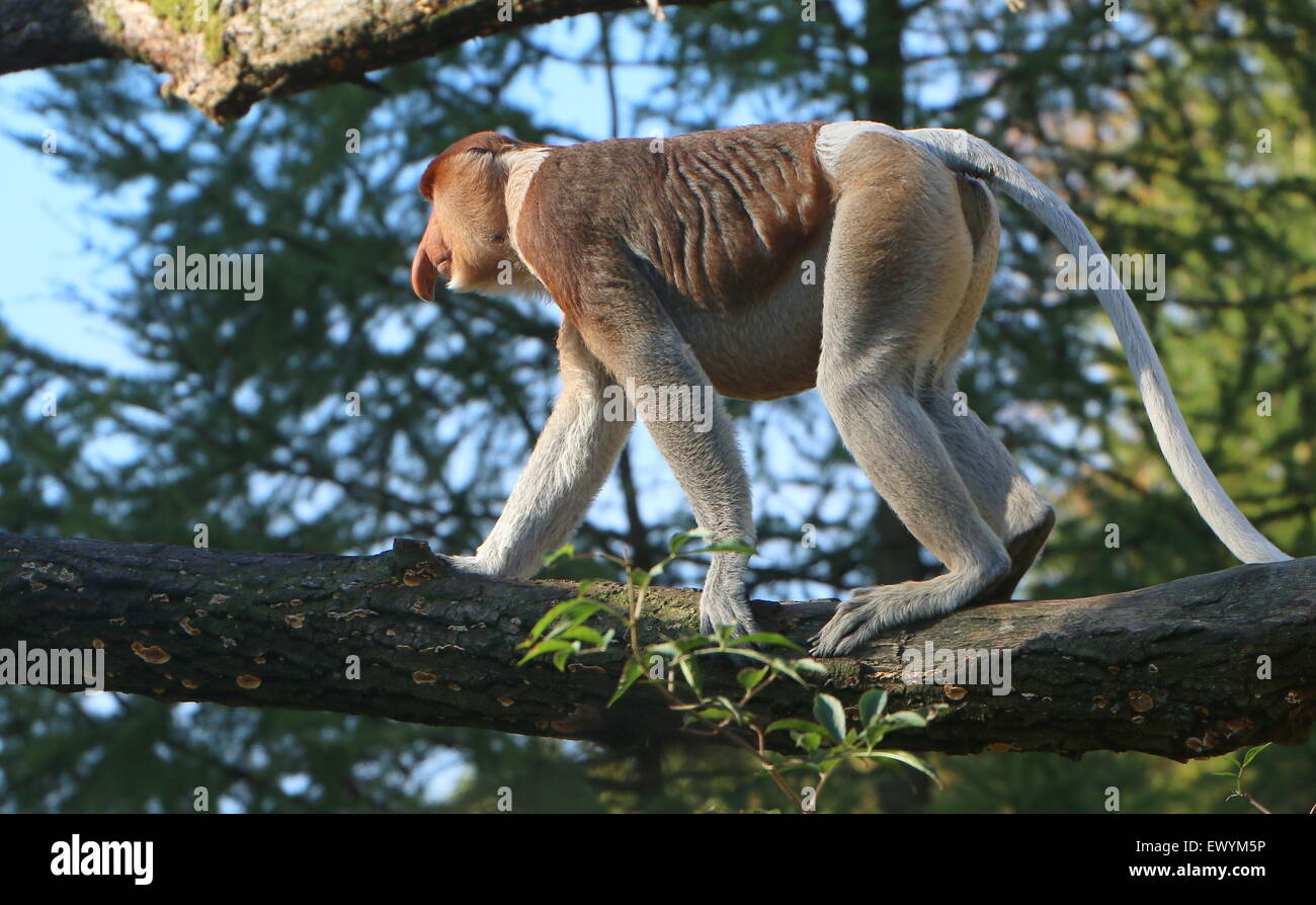 Maschio maturo Asian proboscide o becchi lunghi di scimmia (Nasalis larvatus) camminando nel tree tops Foto Stock