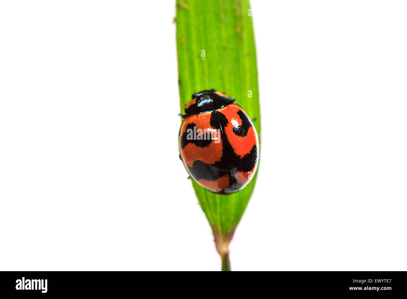 Coccinella sulla foglia verde isolato su uno sfondo bianco Foto Stock