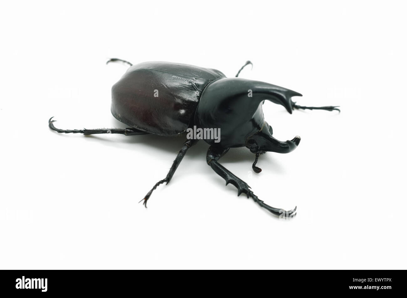 Rhino big horn beetle bug Foto Stock