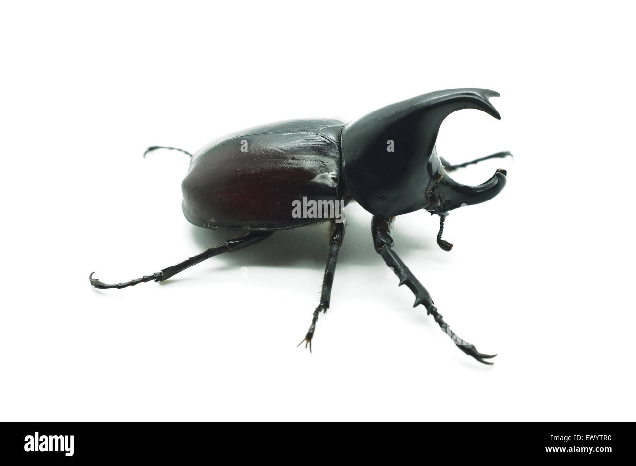 Rhino big horn beetle bug Foto Stock
