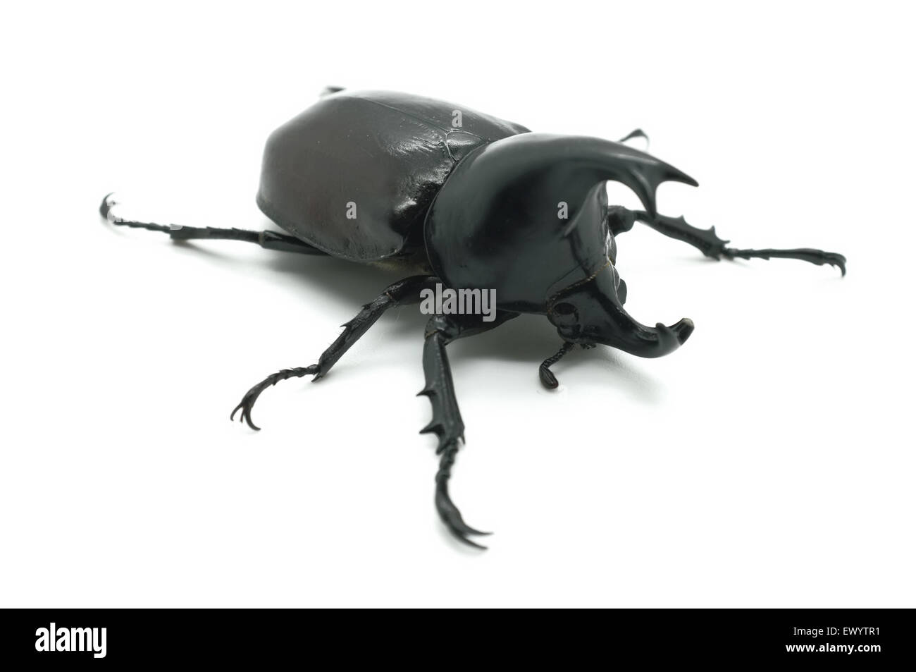 Rhino big horn beetle bug Foto Stock