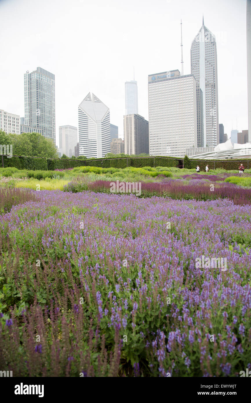 Il Millennium Park nel centro di Chicago, Illinois con giugno giardini in fiore e la skyline di Chicago. Foto Stock