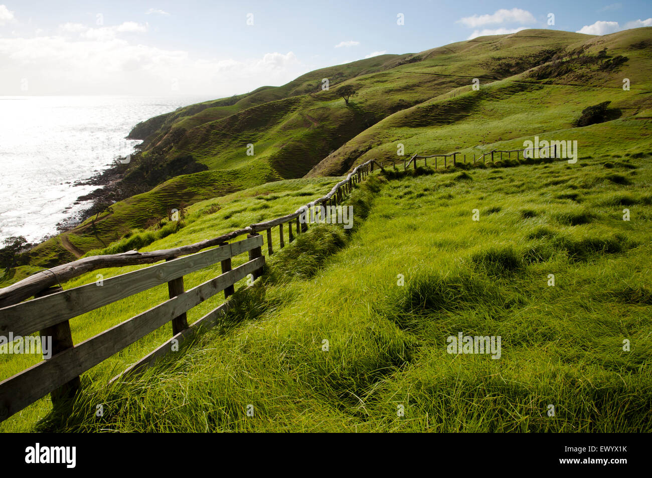 Pascolo di ovini - Nuova Zelanda Foto Stock