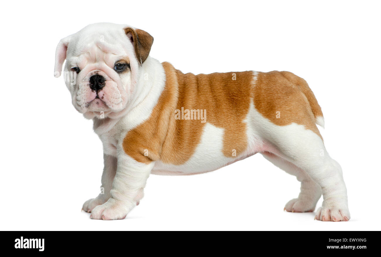 Bulldog inglese cucciolo di fronte a uno sfondo bianco Foto Stock