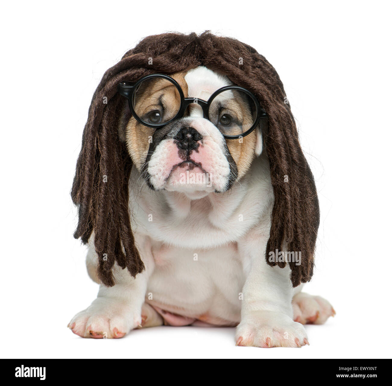 Bulldog inglese cucciolo indossando un dreadlocks parrucca e occhiali di fronte a uno sfondo bianco Foto Stock