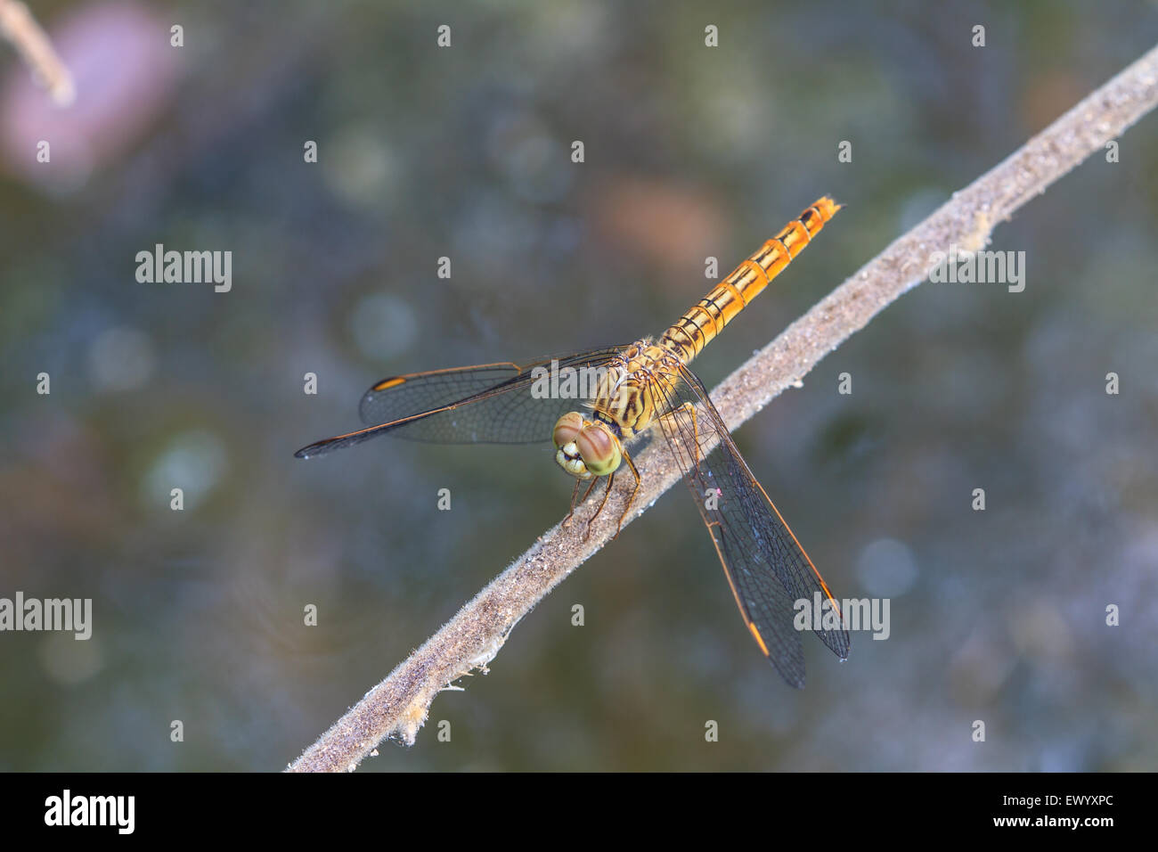 Libellula su piante, insetti in background della natura Foto Stock