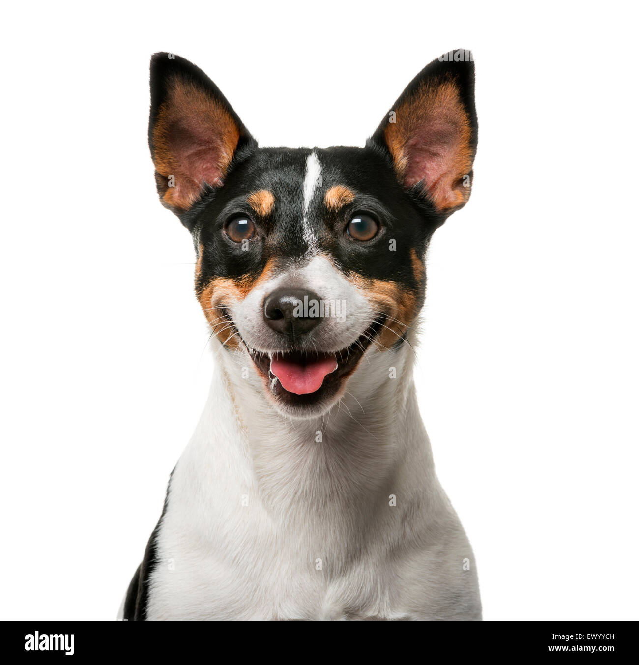 Jack Russell Terrier (7 anni) davanti a uno sfondo bianco Foto Stock
