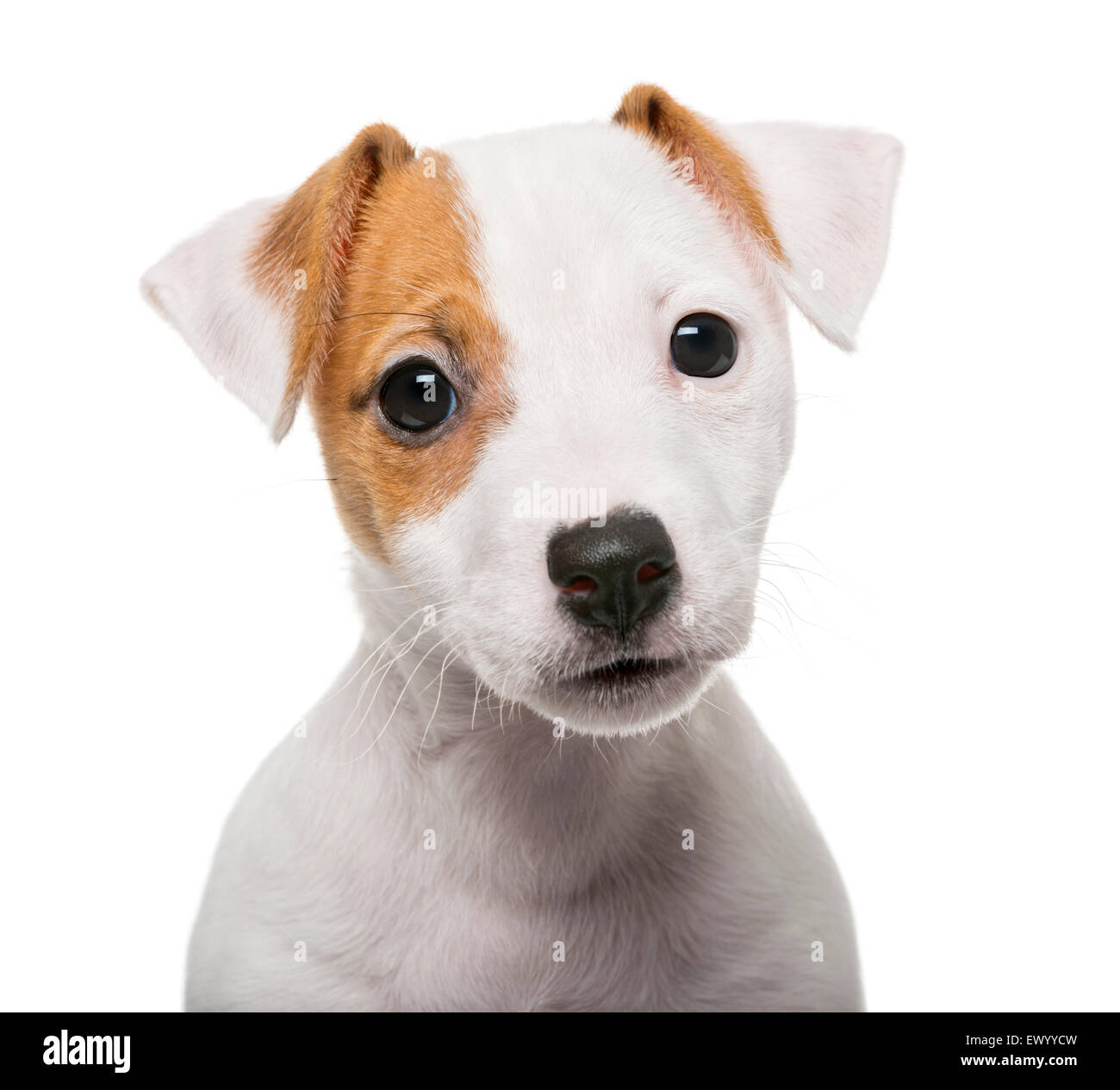 Jack Russell Terrier cucciolo (2 mesi) davanti a uno sfondo bianco Foto Stock