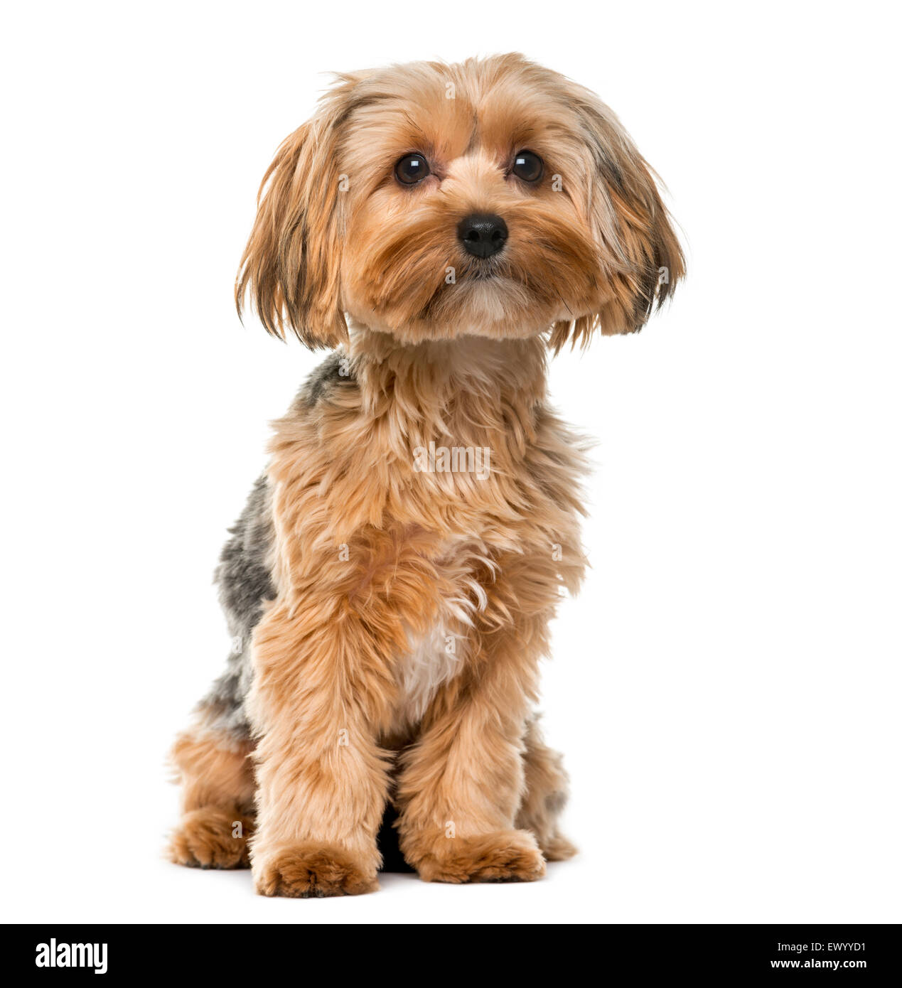 Yorkshire terrier davanti a uno sfondo bianco Foto Stock