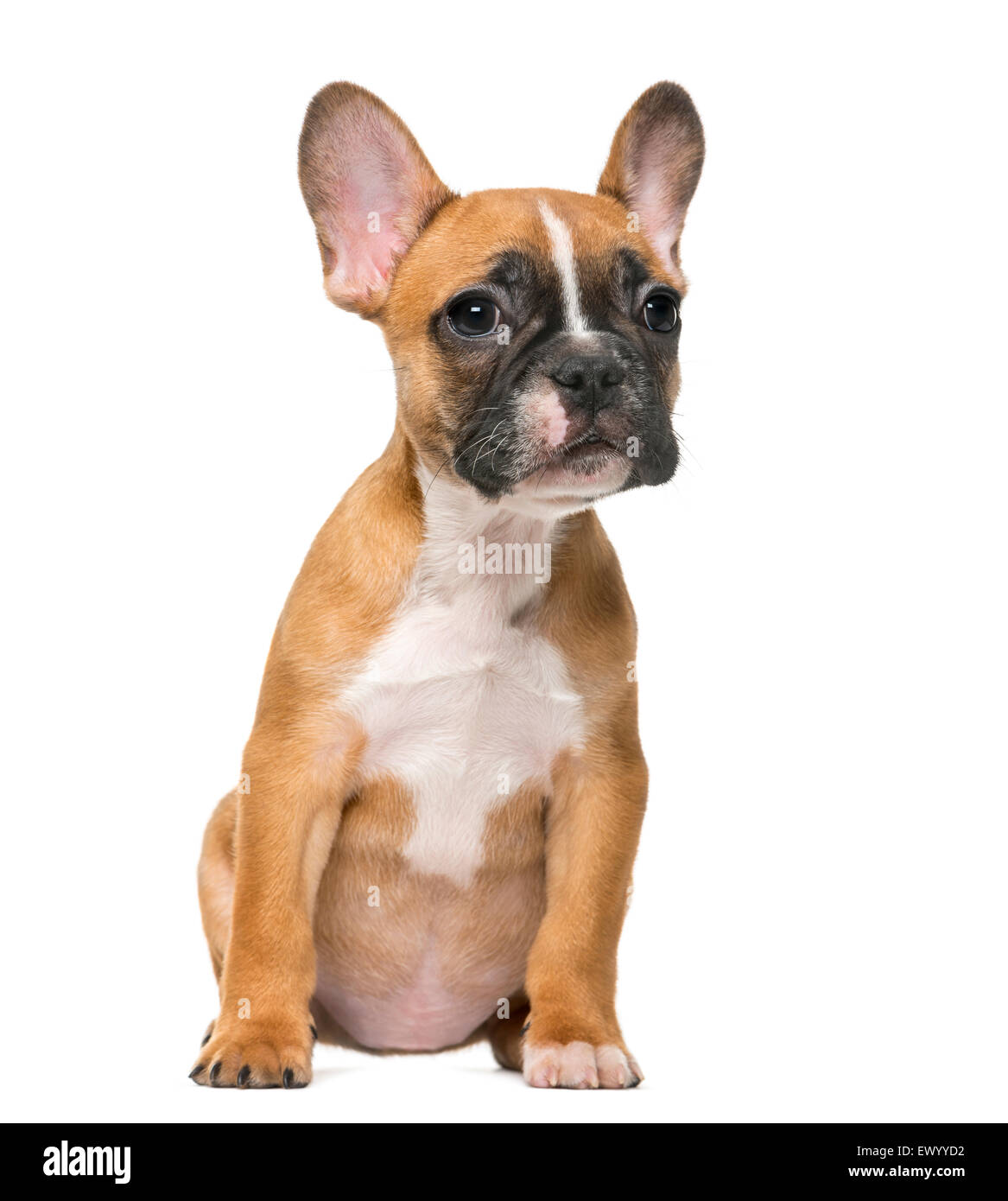 Bulldog francese cucciolo di fronte a uno sfondo bianco Foto Stock