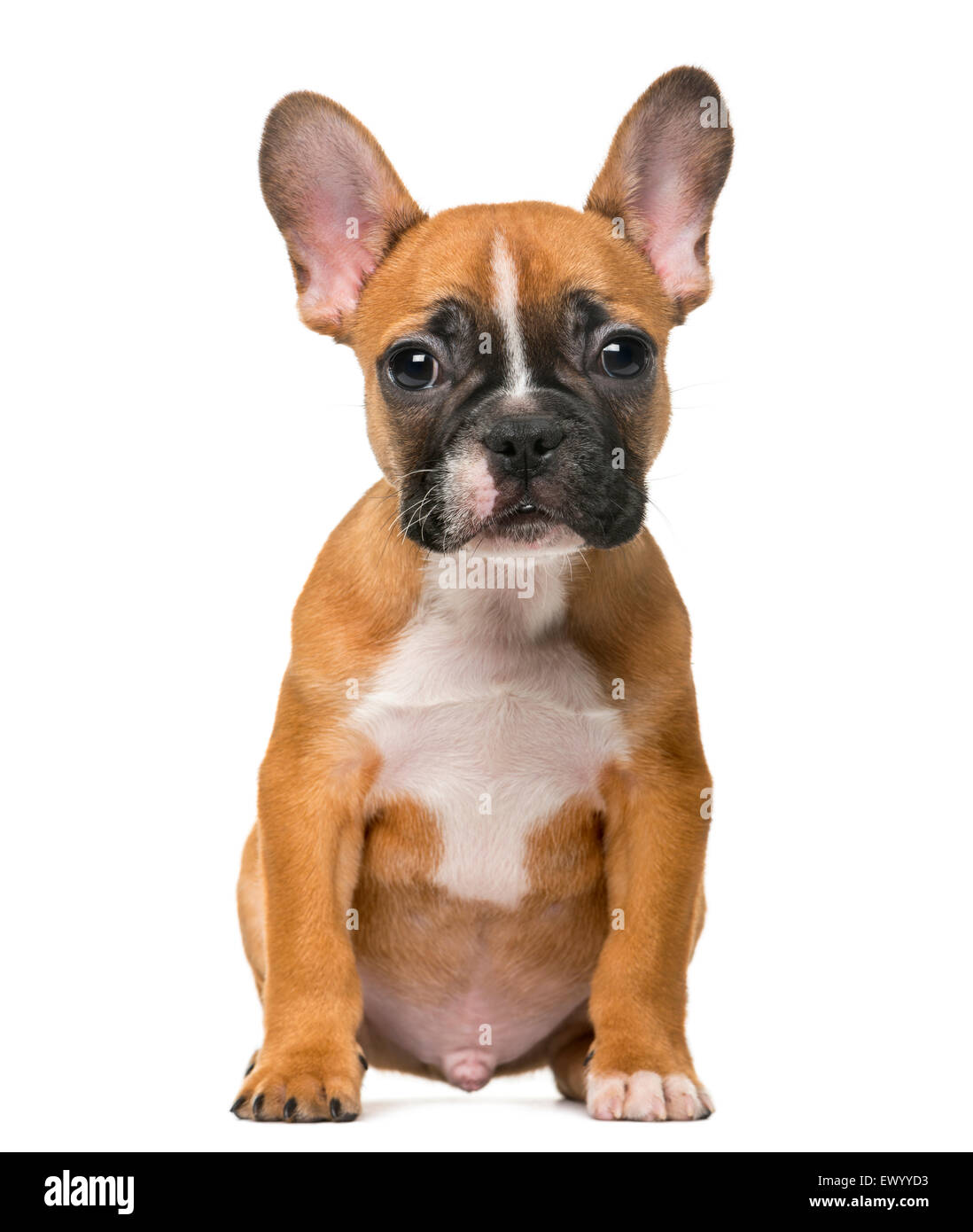 Bulldog francese cucciolo di fronte a uno sfondo bianco Foto Stock