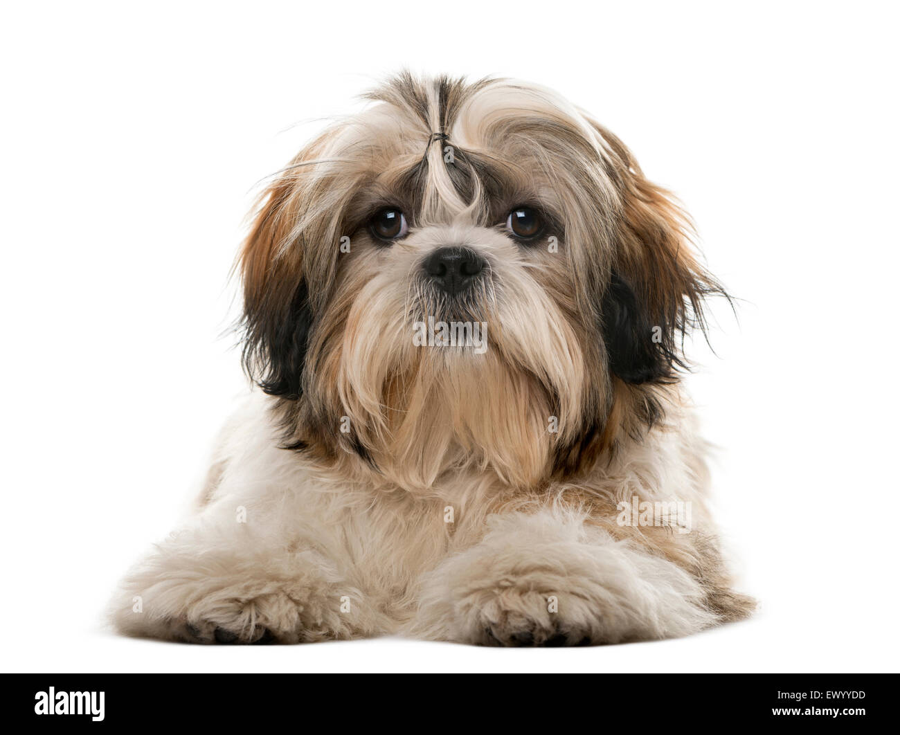 Shih Tzu davanti a uno sfondo bianco Foto Stock