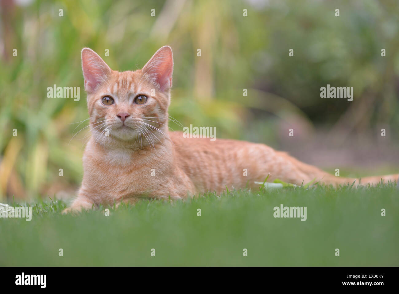 Giovani gatto domestico (Felis silvestris catus) giacente sul giardino prato, Sassonia-Anhalt, Germania Foto Stock