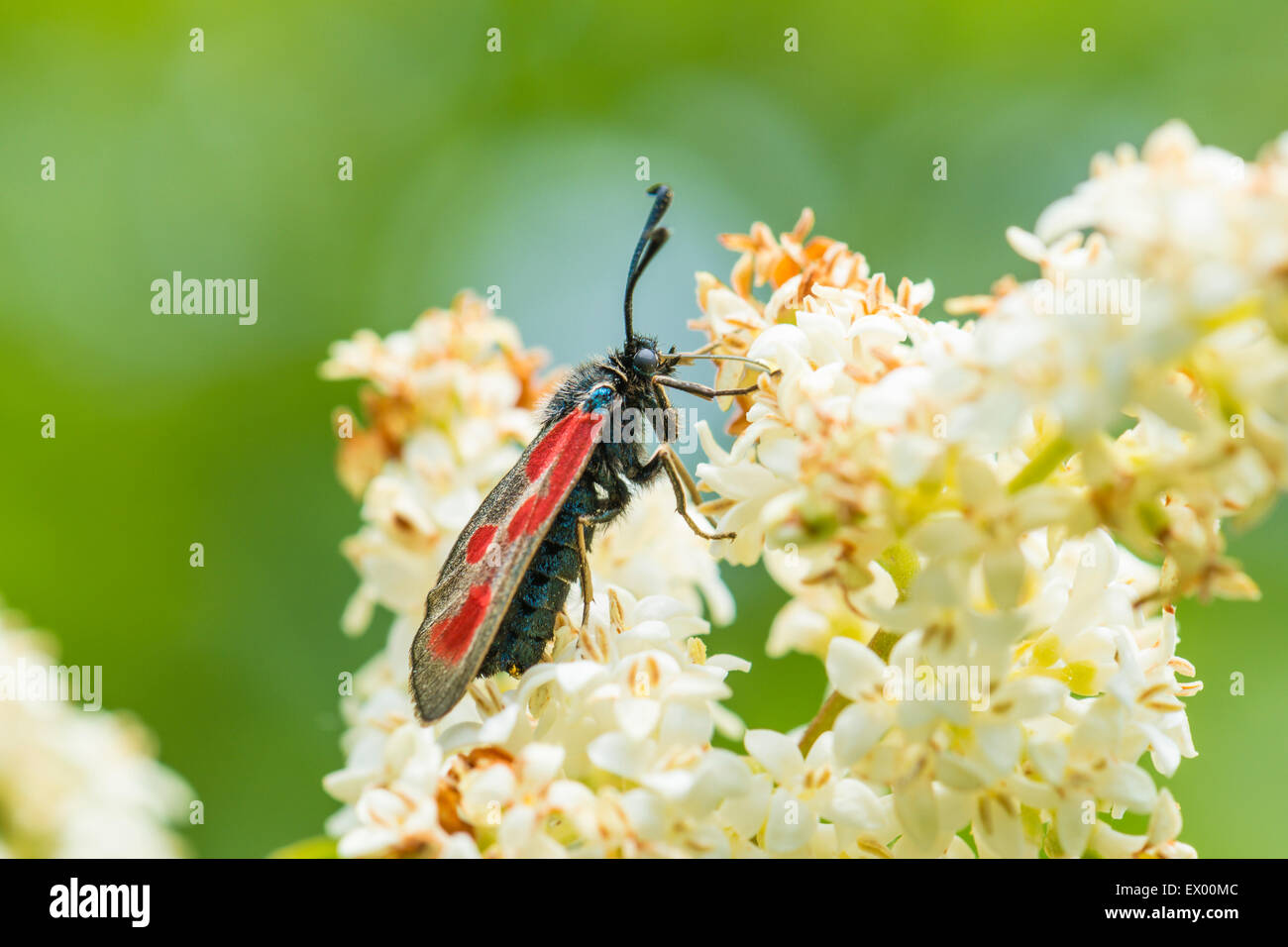 Sei-spot Burnett (Zygaena filipendulae) il ligustro (Ligustrum sp.) fiore, Hesse, Germania Foto Stock