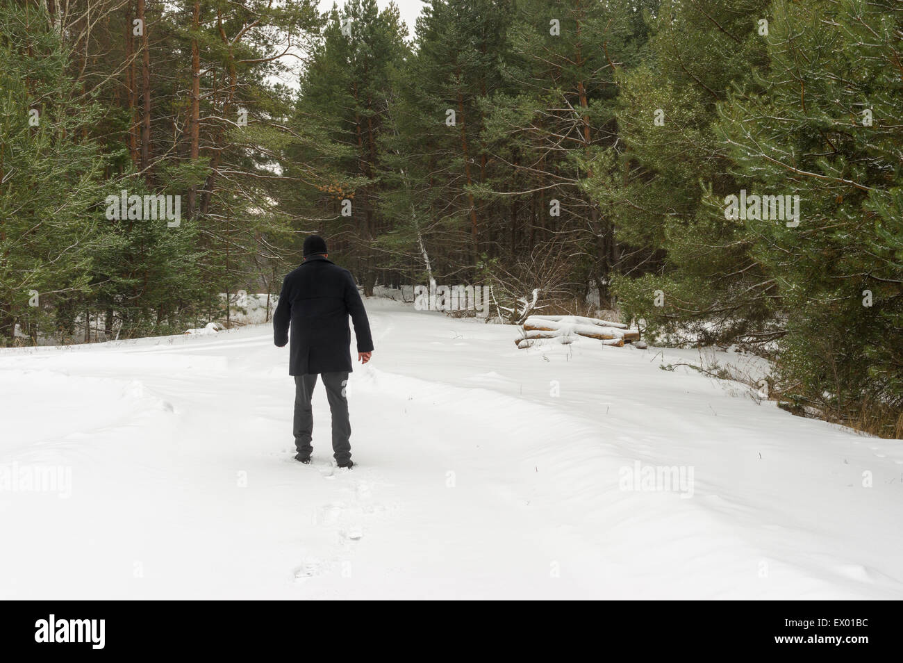 Viandante solitario sul bordo dell'inverno piny forest Foto Stock