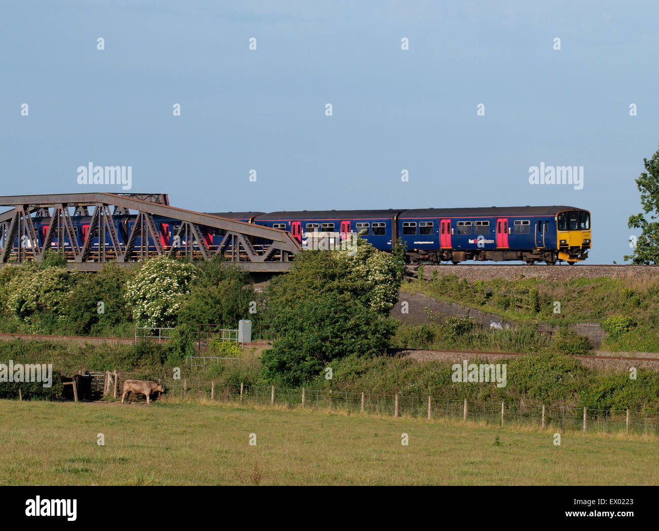 Primo grande Western treno proveniente sotto un traliccio attraverso il ponte ferroviario sul livelli di Somerset, Regno Unito Foto Stock