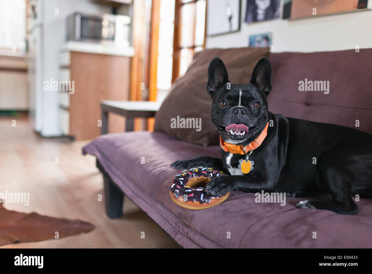 Ritratto di cane sul divano di tenere su donut toy Foto Stock