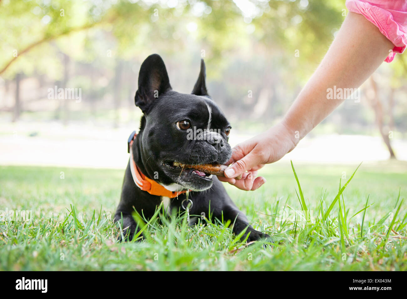 Mano di giovane donna dando l'osso di cane in posizione di parcheggio Foto Stock