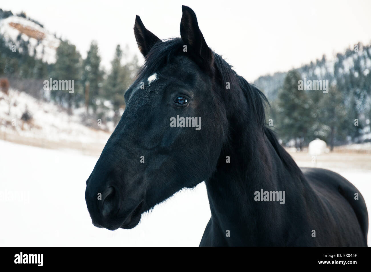 Ritratto di cavallo nero in snow landscape, headshot Foto Stock