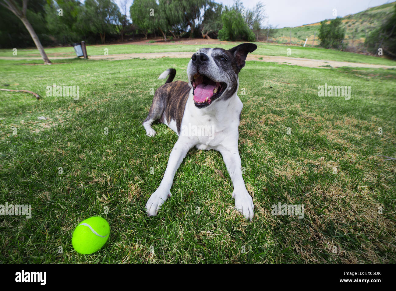 Ritratto di vecchio cane che giace nel parco con palla da tennis Foto Stock