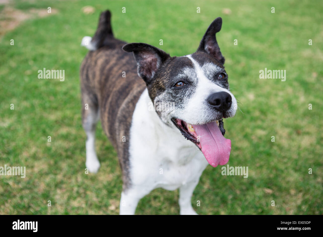 Ritratto di vecchio cane sdraiato sul prato del parco Foto Stock
