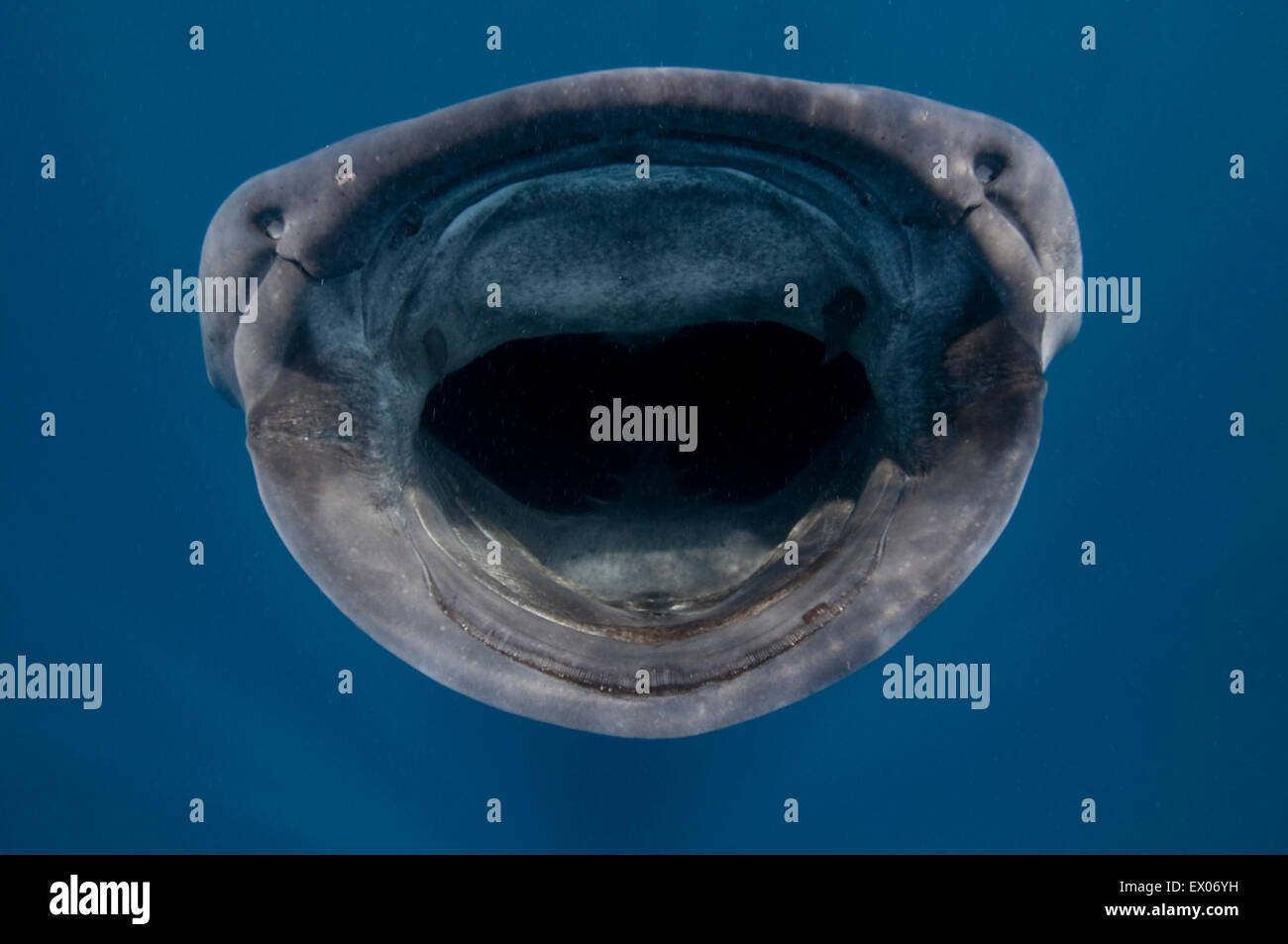 Close up di squalo balena (Rhincodon typus) alimentazione di plancton, Isola Contoy, Quintana Roo, Messico Foto Stock