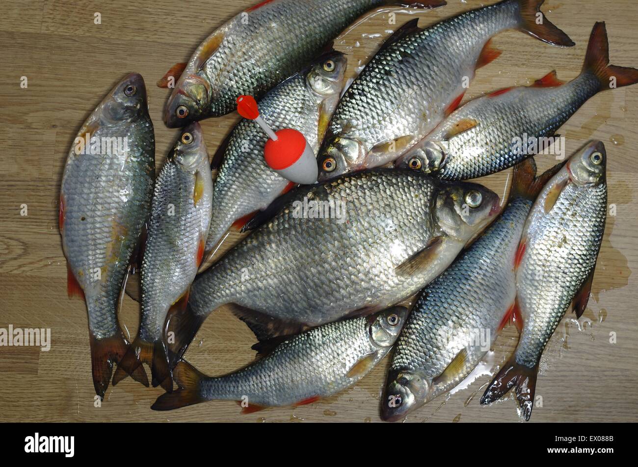 Pesce fresco sulla tavola di legno sfondo Foto Stock