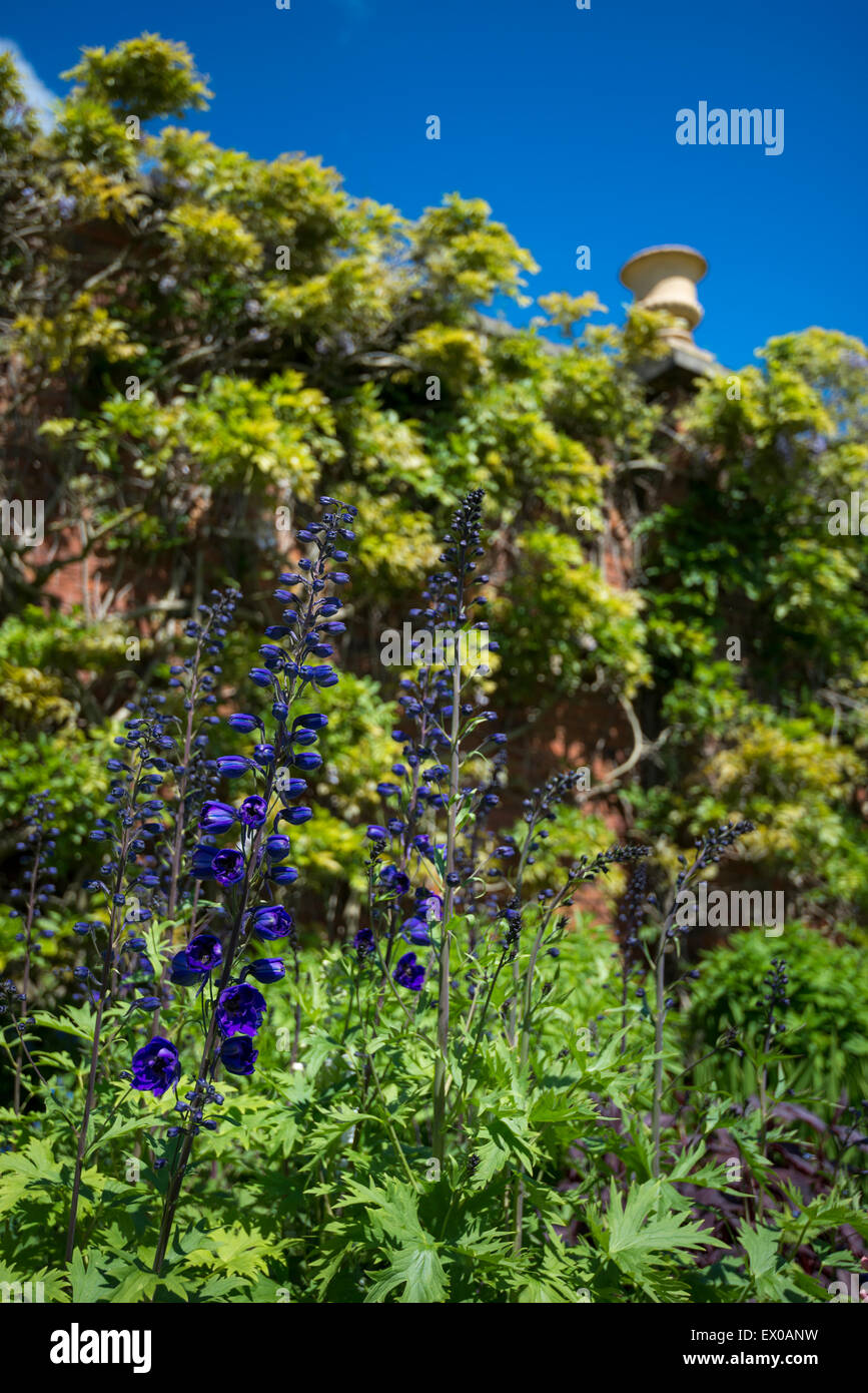Deep Blue Delphiniums in un inglese un giardino estivo. Foto Stock