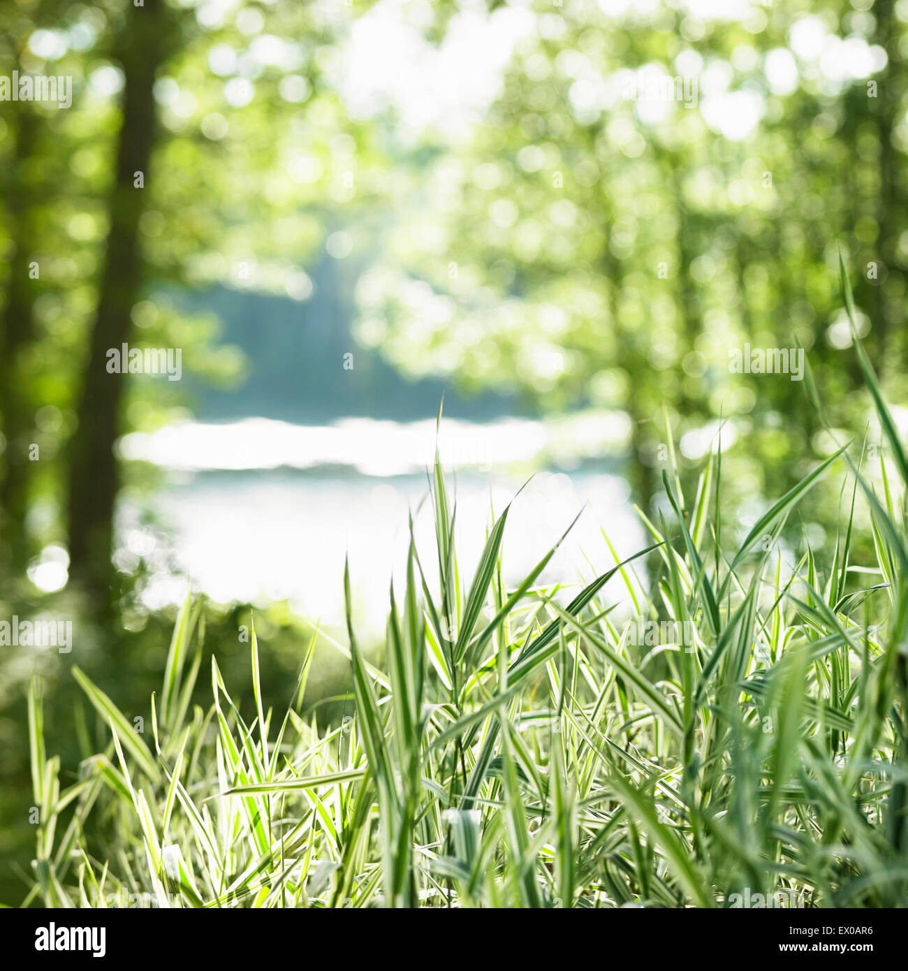 Erba e alberi fiume framing in background Foto Stock