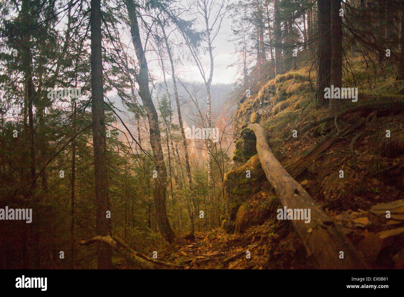Foresta con albero caduto, Sarsy Village, Sverdlovsk oblast, Russia Foto Stock