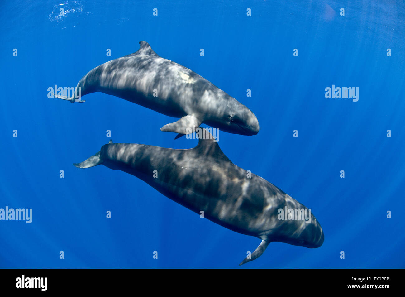 False Orche piacevole crociera intorno croccante blu acqua San Benedicto Isola Revillagigedo arcipelago del Pacifico messicano Foto Stock