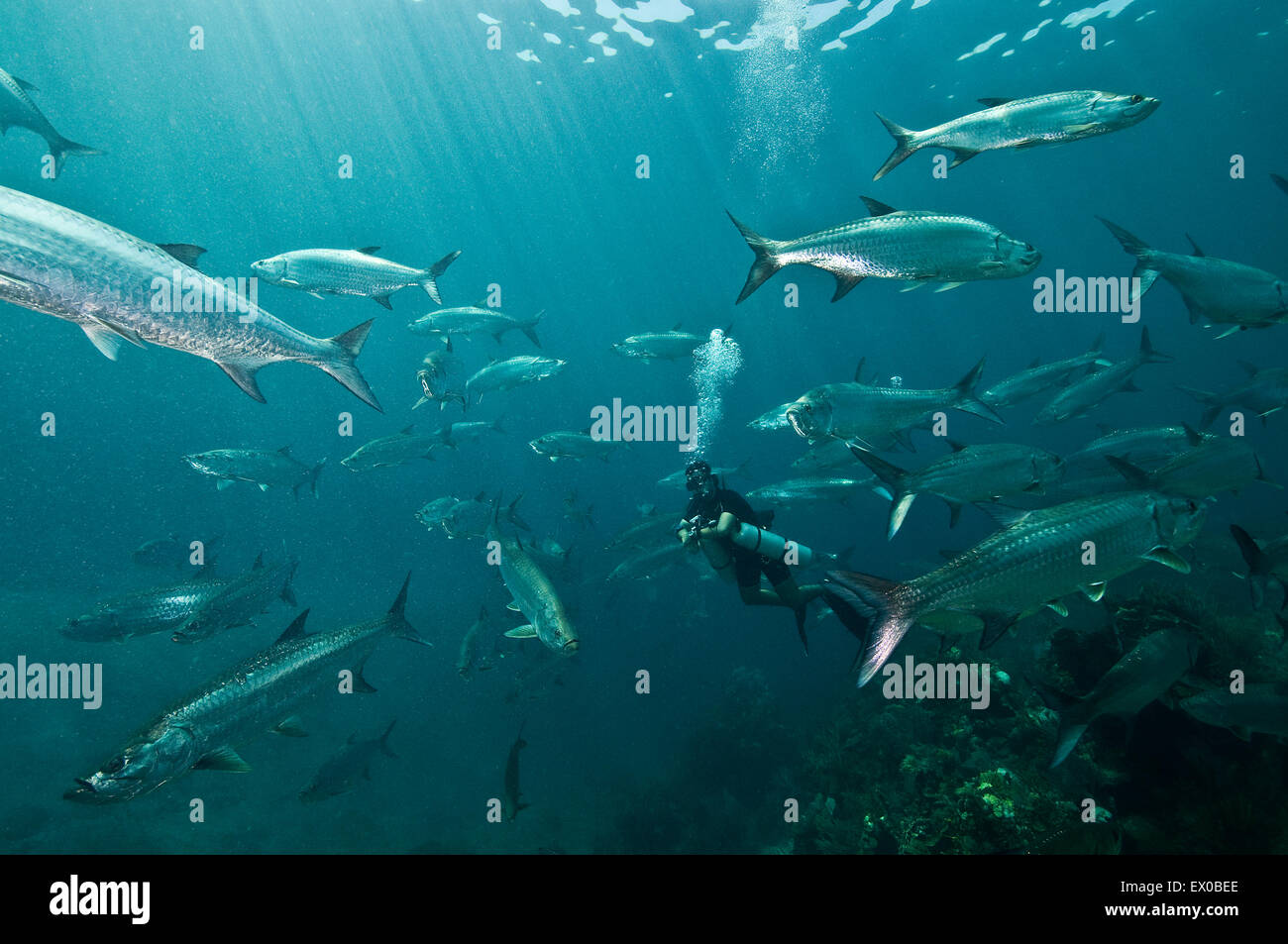 Grandi scuole di tarpon (Megalops atlanticus) circondano un subacqueo in Xcalak Marine Park, Quintana Roo, Messico Foto Stock