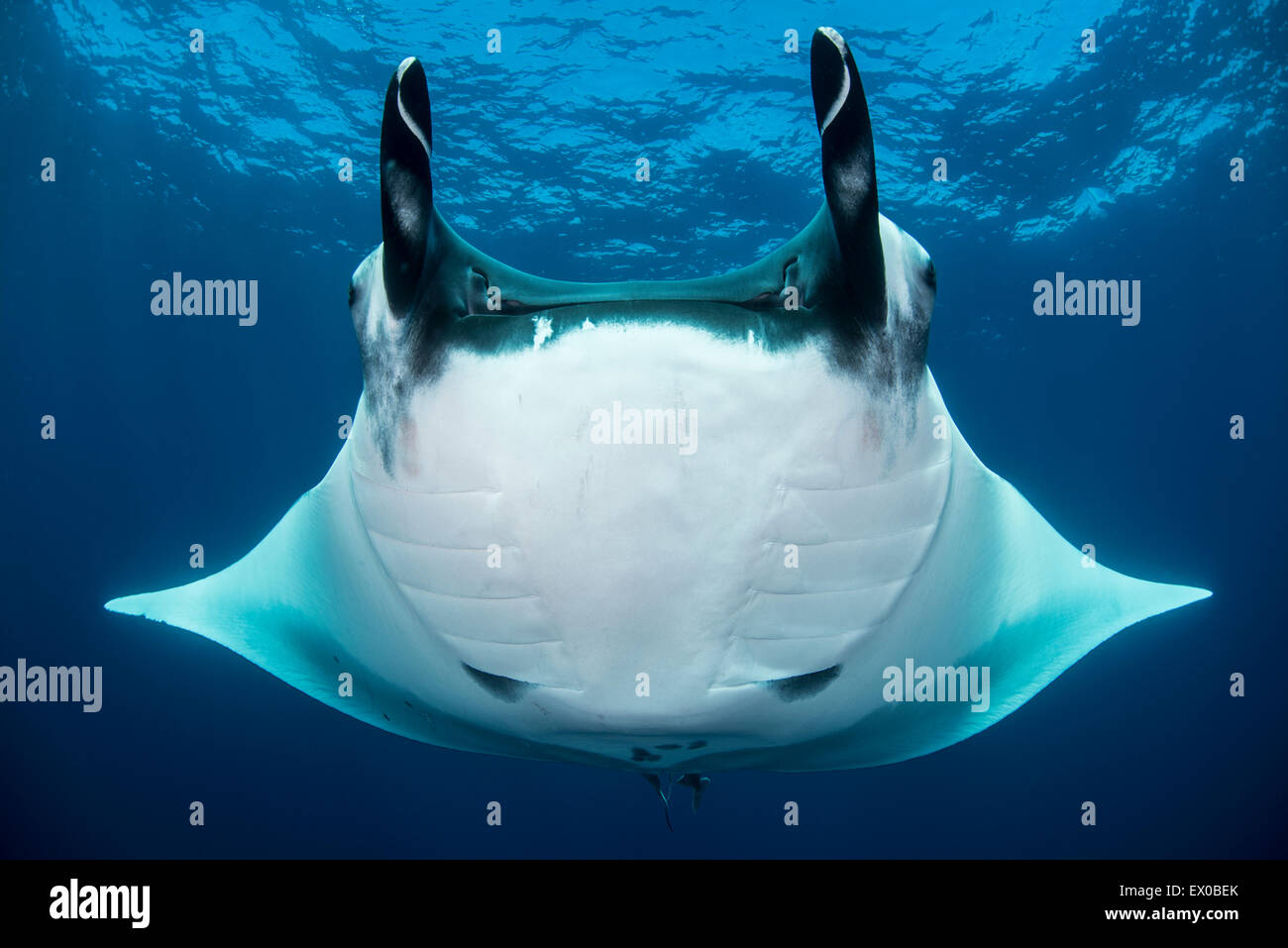 Oceanic mante (Manta birostris), San Benedicto, Revillagigedo, Messico Foto Stock