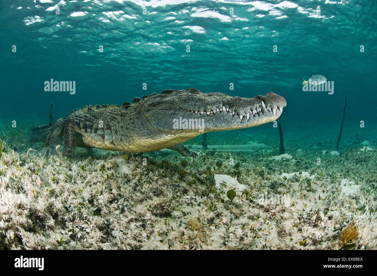Coccodrillo americano, Chinchorro riserva della biosfera, Quintana Roo, Messico Foto Stock