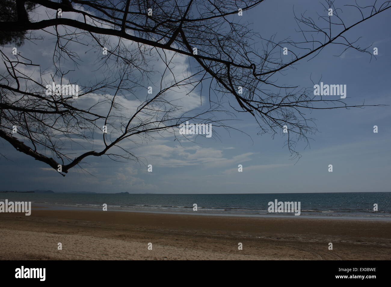 Albero su una spiaggia vicino al mare in Borneo Foto Stock