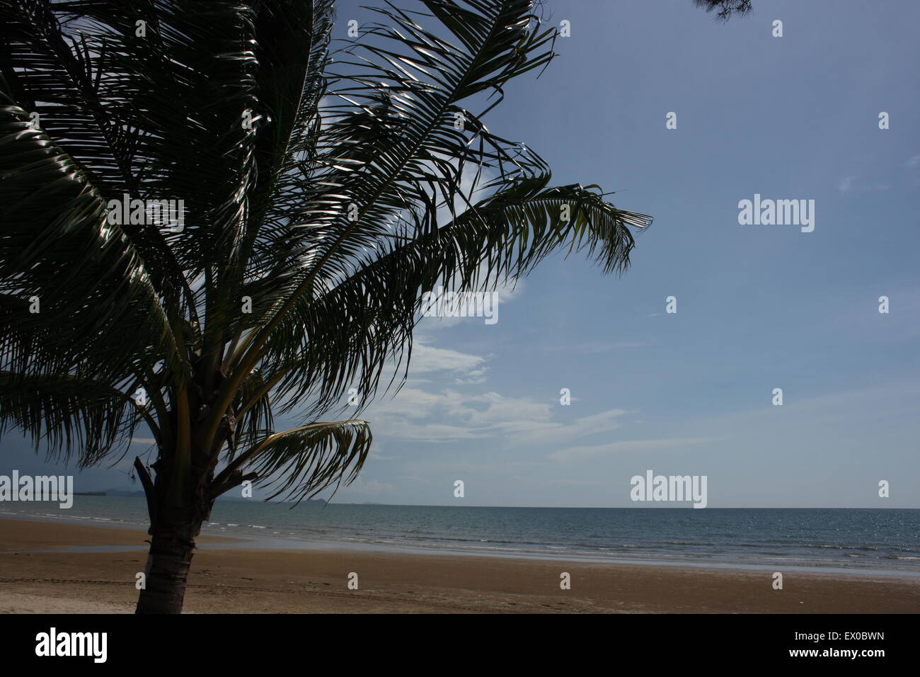 Palm tree su una spiaggia vicino al mare in Borneo Foto Stock