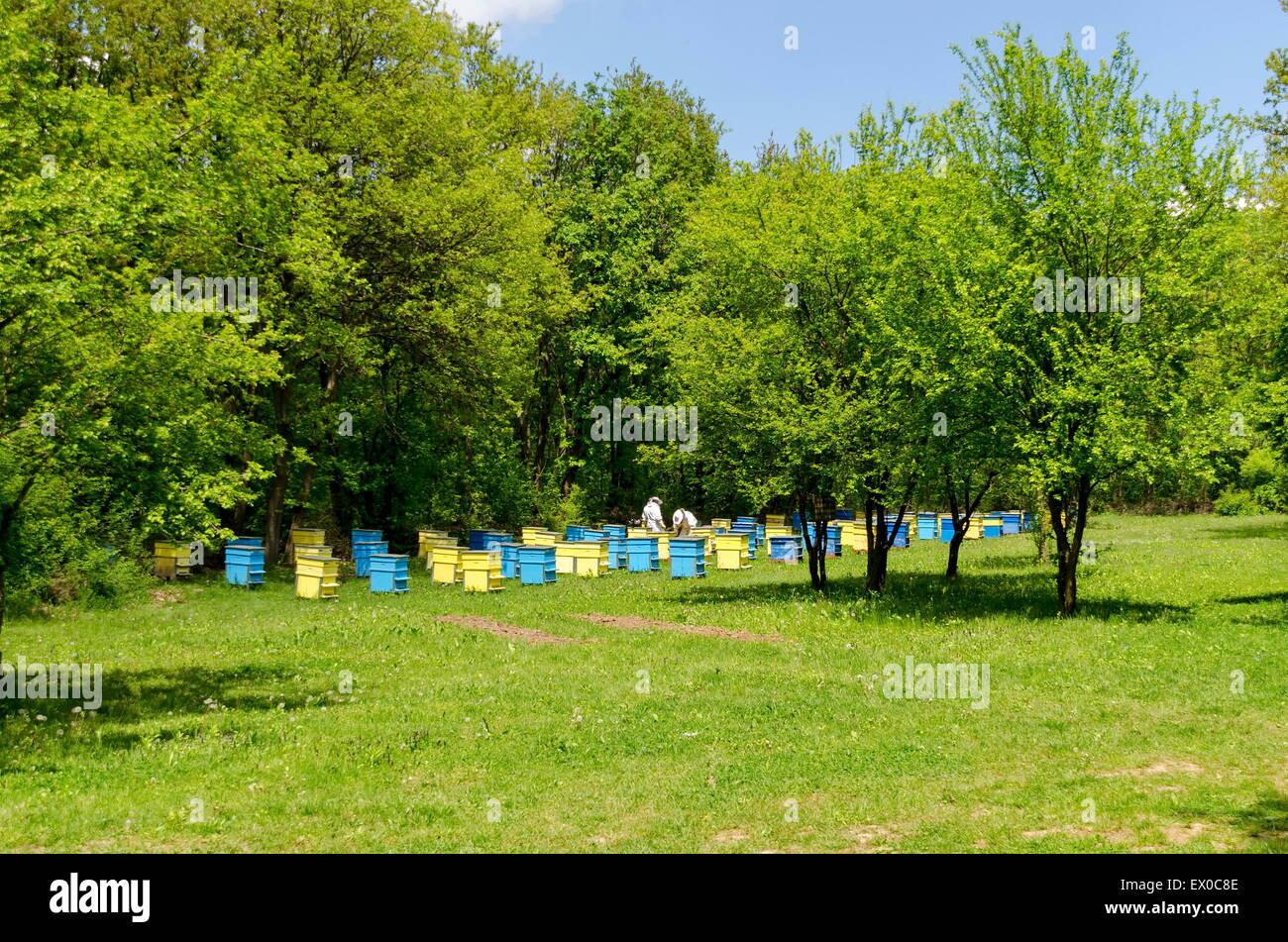 Due bee-master in velo a apiario lavoro tra alveari, Zavet, Bulgaria Foto Stock