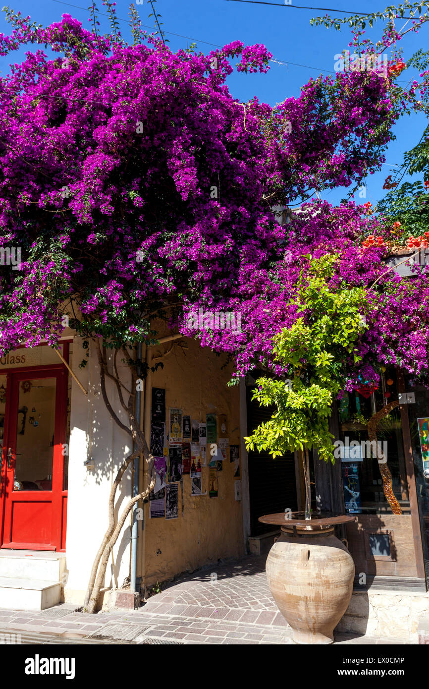 Chania Old Town Street Chania Creta fiori Grecia Bougainvillea fioritura vite Bougainvillea fiori contenitore Creta Chania Grecia Foto Stock
