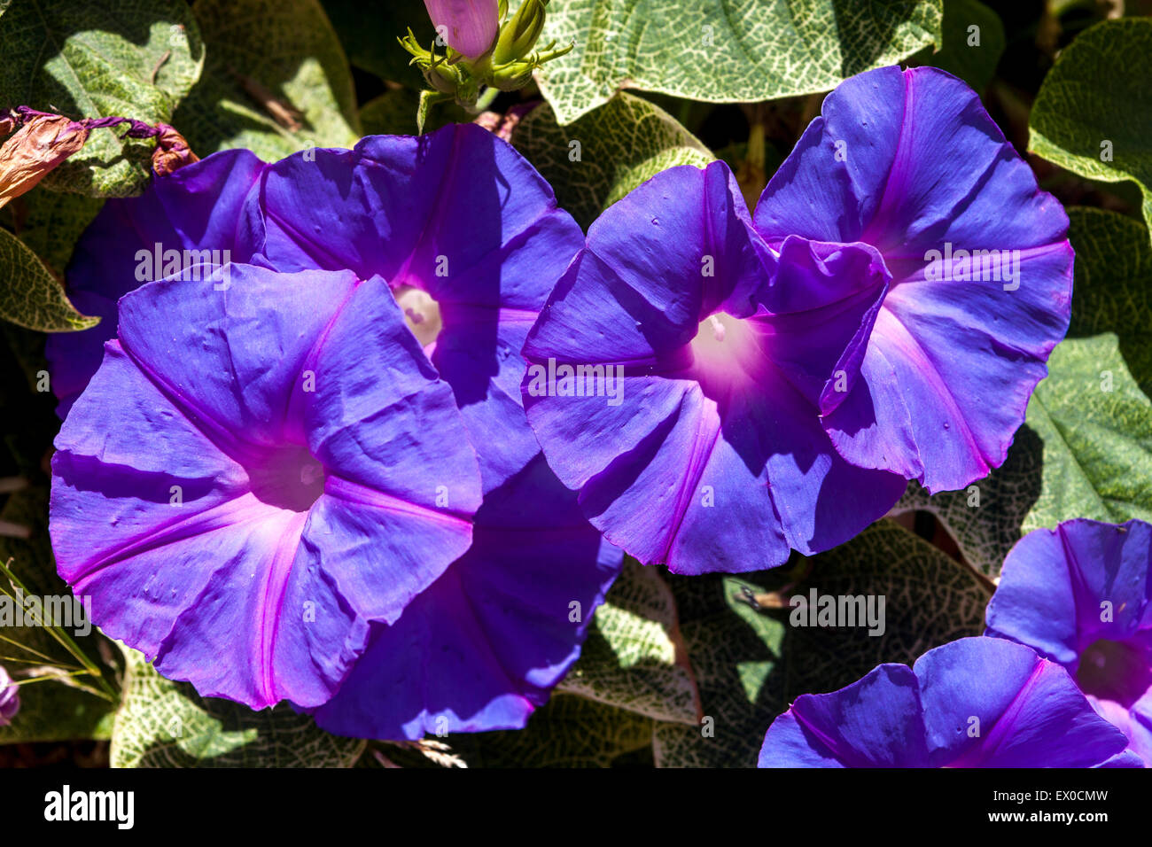 Gloria blu mattina Ipomoea indica Creta, Grecia fiore gloria mattina Foto Stock